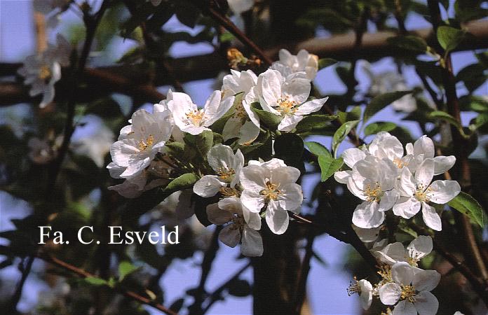 Malus 'Evereste' (PERPETU)