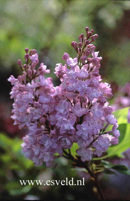 Syringa hyacinthiflora 'Purple Heart' (18733)