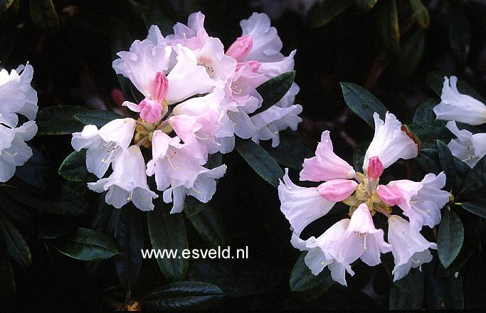 Rhododendron 'Lem's Monarch'