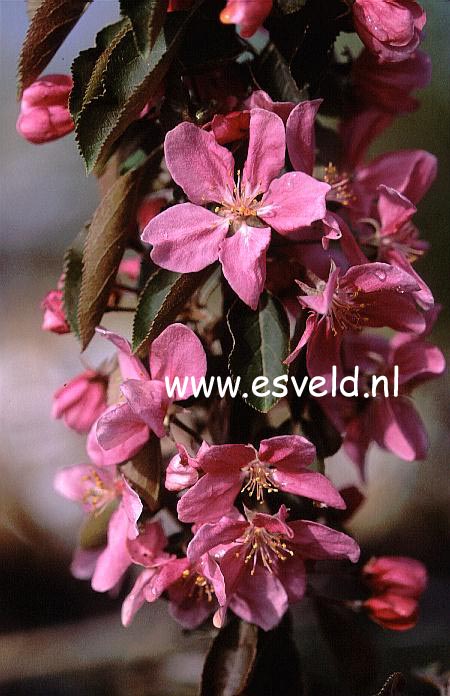 Malus domestica 'Maypole' (Ballerina)