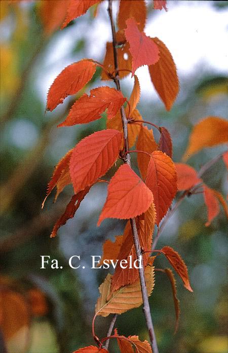 Prunus sargentii 'Charles Sargent'