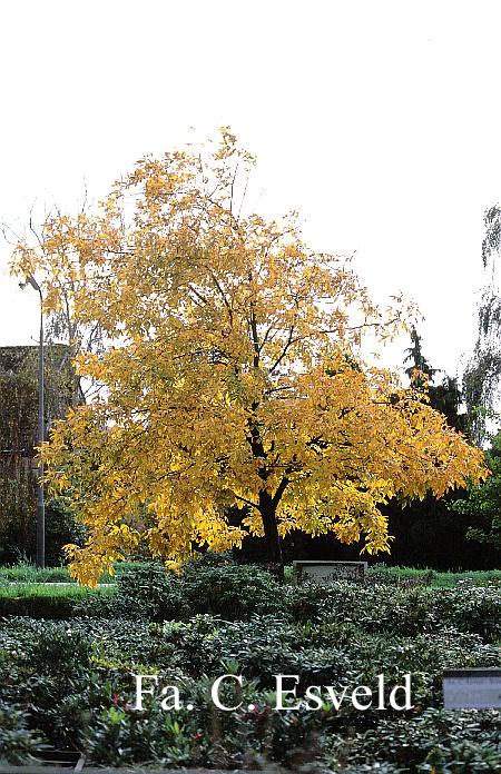 Carya ovata