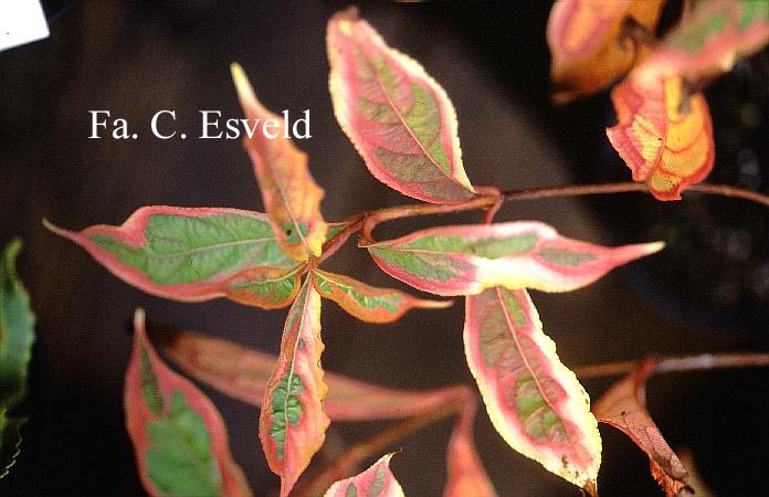 Weigela praecox 'Variegata'