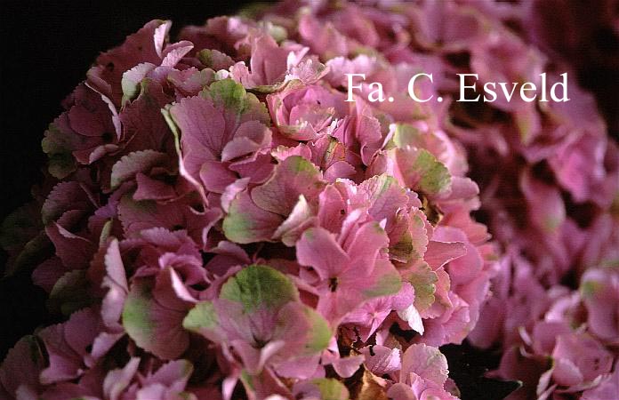 Hydrangea macrophylla 'Xian' (MAGICAL OPAL)