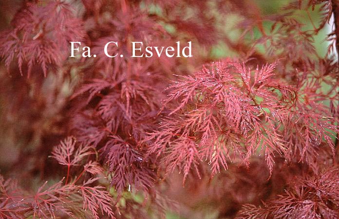 Acer palmatum 'Emerald Lace'