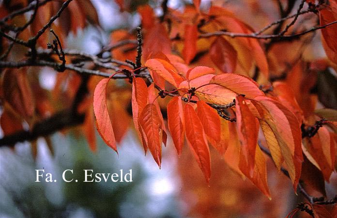 Prunus yedoensis