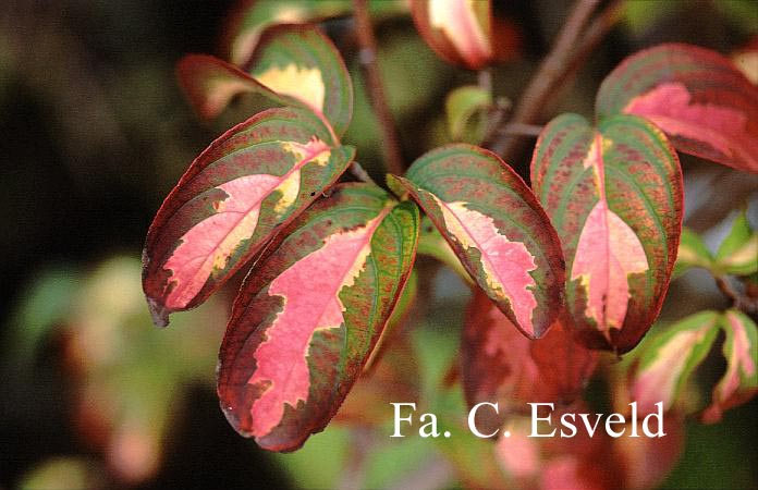 Cornus kousa 'Gold Star'