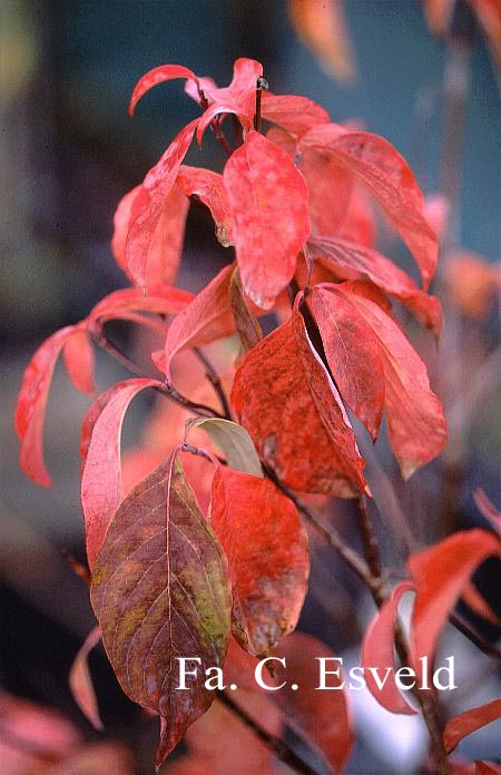 Cornus nuttallii 'North Star'