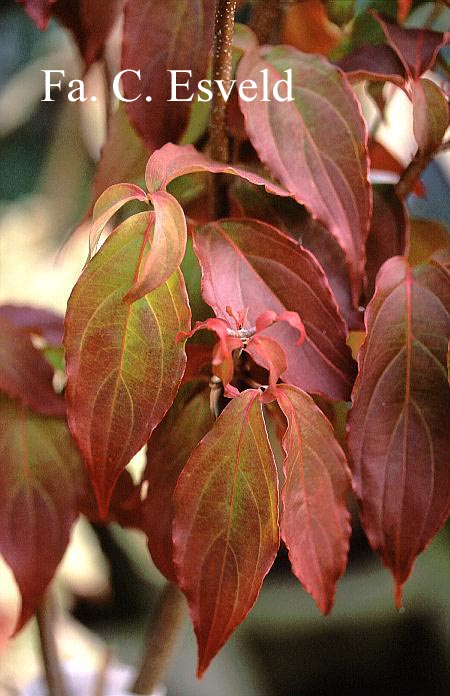 Cornus kousa 'Teutonia'