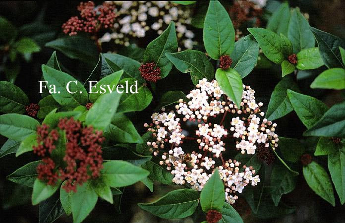 Viburnum tinus 'Anvi' (SPIRIT)