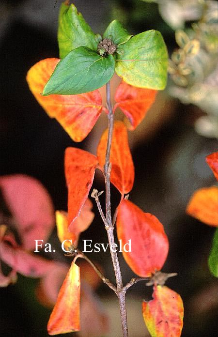 Viburnum burkwoodii