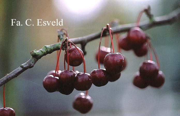 Malus baccata 'Street Parade'