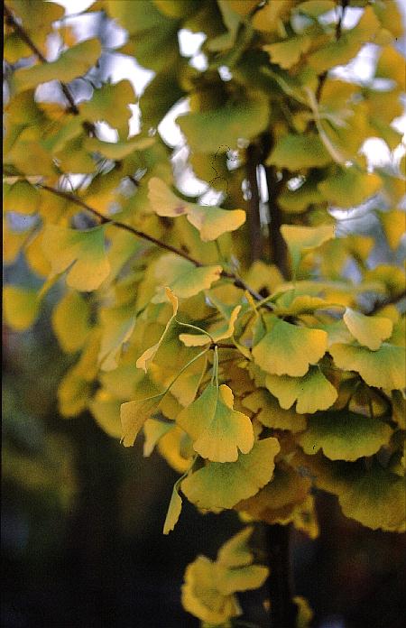 Ginkgo biloba 'Princeton Sentry'