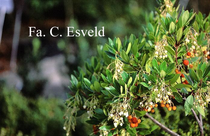 Arbutus unedo