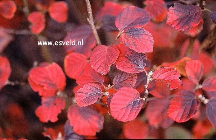 Fothergilla gardenii 'Mount Airy'