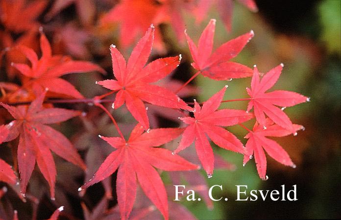 Acer palmatum 'The Bishop'