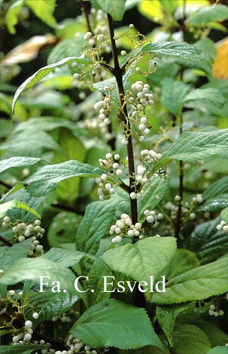 Callicarpa japonica 'Leucocarpa'