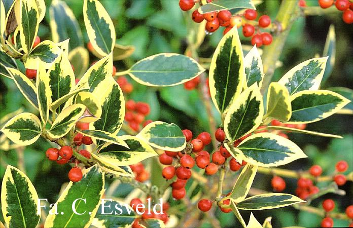 Ilex altaclerensis 'Belgica Aurea'