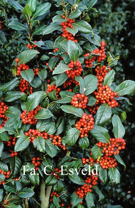 Ilex 'Clusterberry'