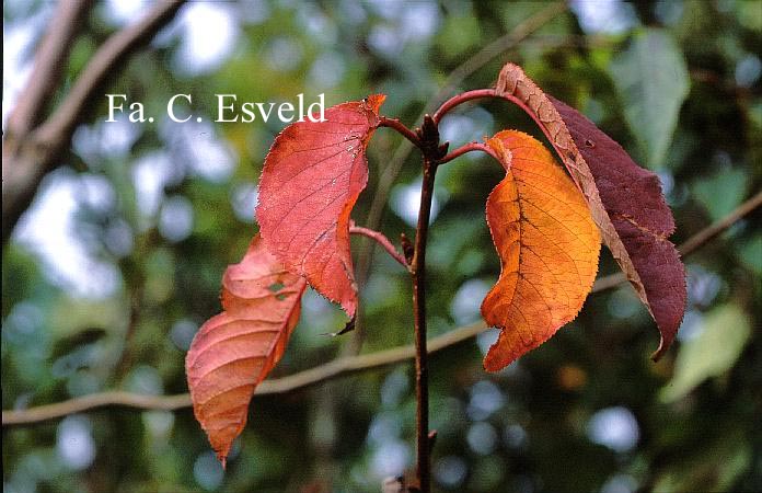 Prunus sacchalinensis