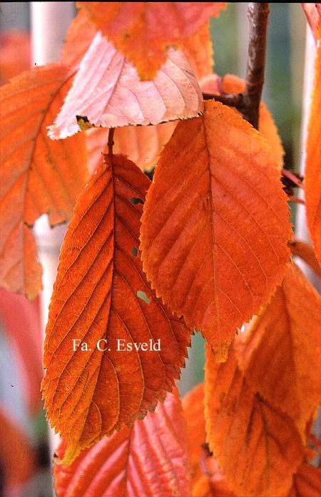 Prunus kurilensis