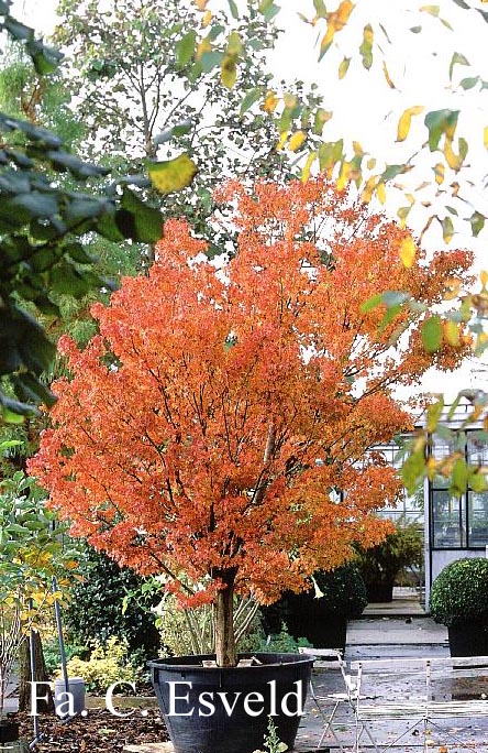 Acer palmatum