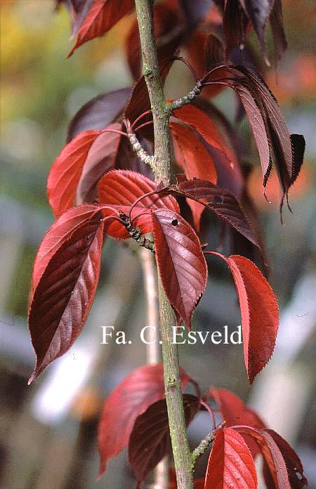 Prunus serrulata 'Royal Burgundy'