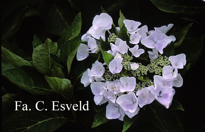 Hydrangea macrophylla 'Elster'