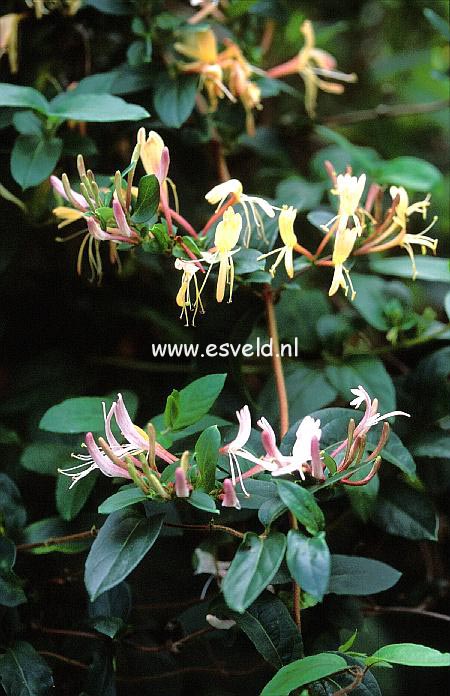 Lonicera japonica 'Interold' (DART'S WORLD)