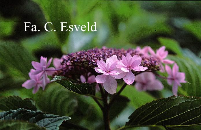 Hydrangea macrophylla 'Izu no hana'