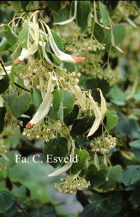 Tilia henryana