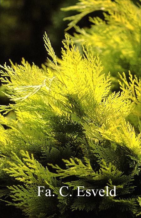 Chamaecyparis lawsoniana 'Mininova'