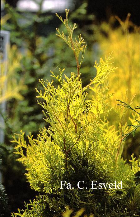 Thuja occidentalis 'Aurescens'