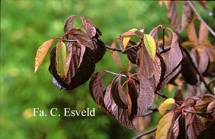 Viburnum 'Huron'