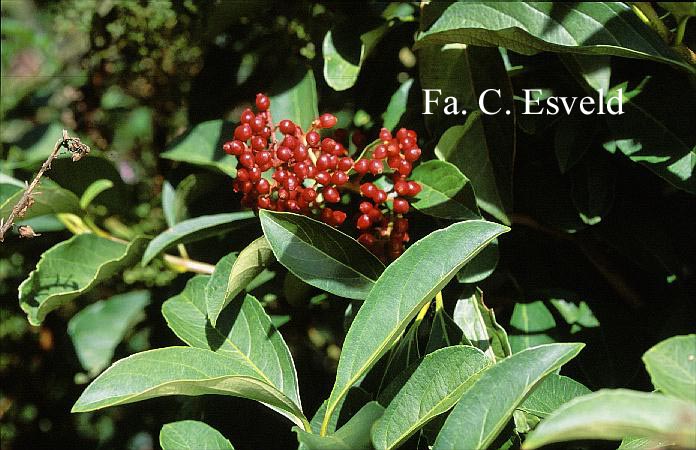 Viburnum arboricolum