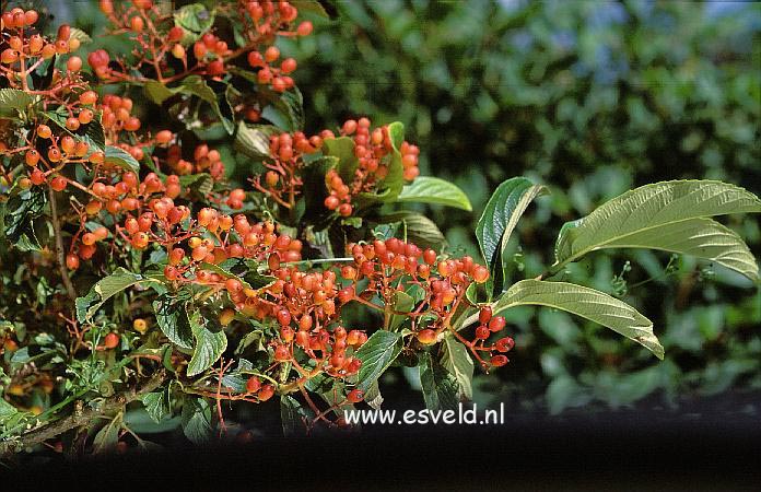 Viburnum sieboldii 'Seneca'