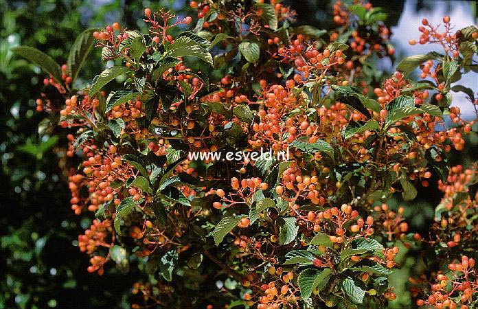 Viburnum sieboldii 'Seneca'