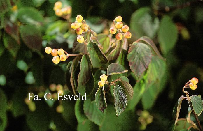 Viburnum hupehense