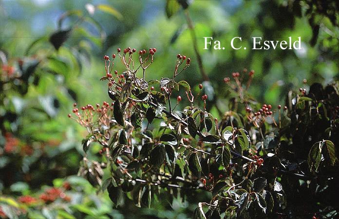 Viburnum betulifolium