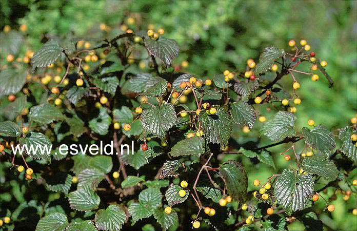 Viburnum luzonicum var. formosanum