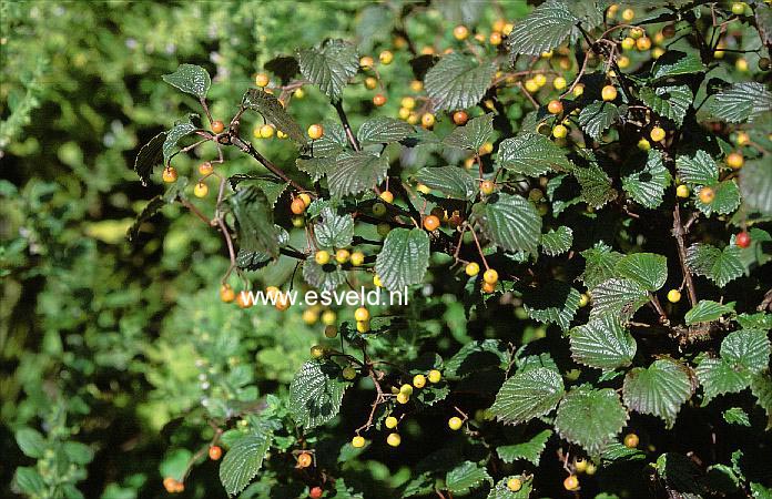 Viburnum luzonicum var. formosanum