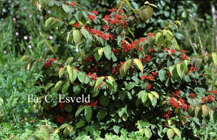 Viburnum plicatum 'Cascade'