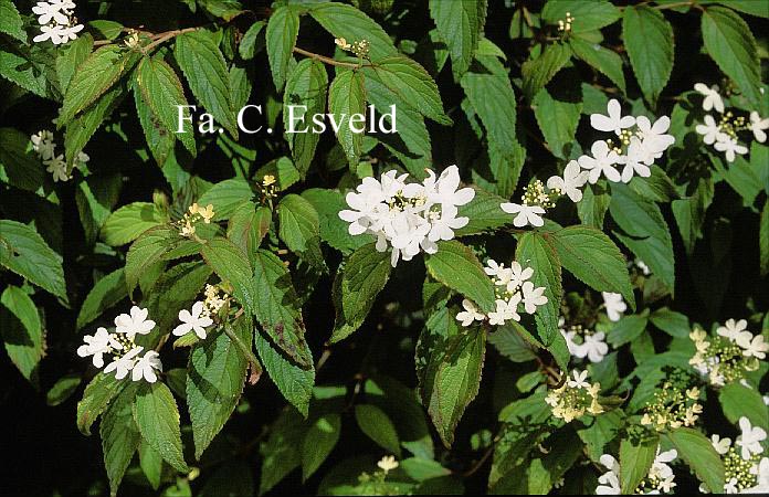 Viburnum plicatum 'Watanabe'