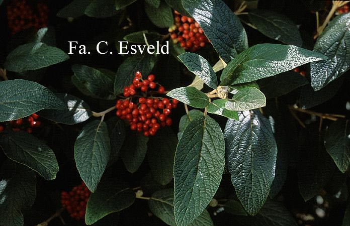 Viburnum lantana 'Candy'