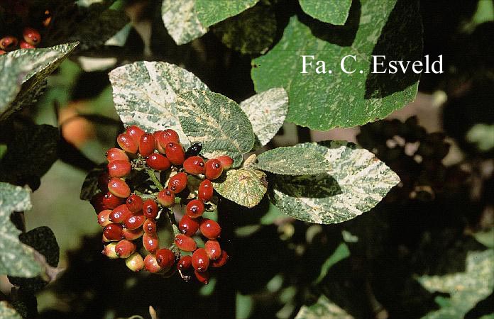 Viburnum lantana 'Discolor'