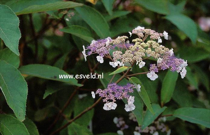 Hydrangea aspera 'Rocklon'