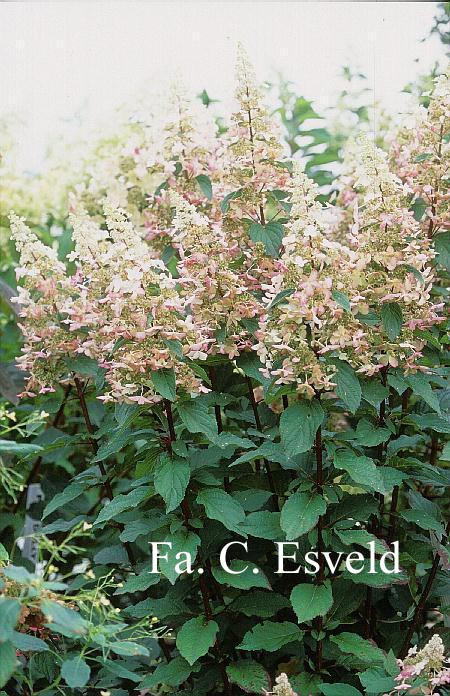 Hydrangea paniculata 'DVPinky' (PINKY WINKY)