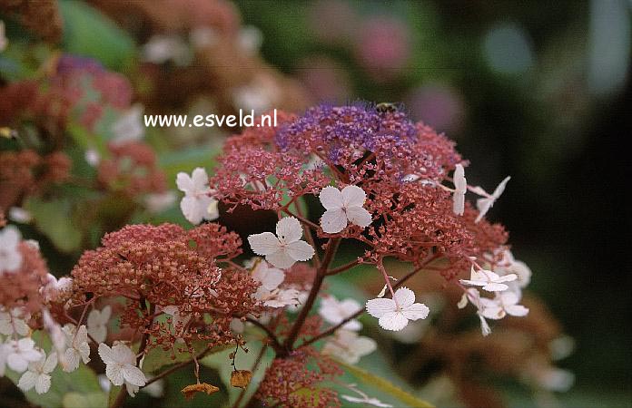 Hydrangea aspera 'Kawakami'