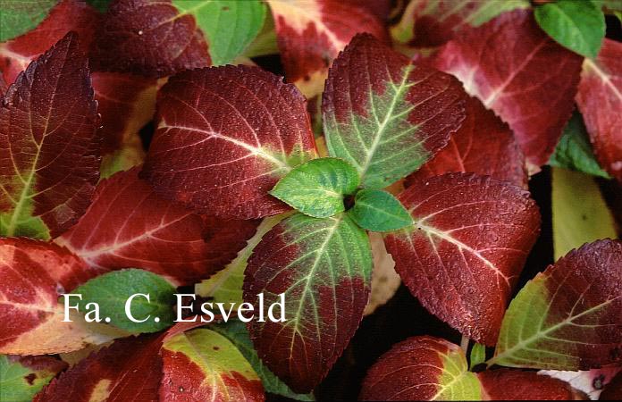 Hydrangea macrophylla 'Green Tonic'