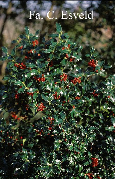 Ilex aquifolium 'Alaska'